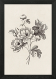 Ranunculus Flower Sketch Framed Wall Art Poster Canvas Print Picture Ranunculus