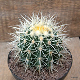 D6616 ECHINOCACTUS GRUSONII ALBISPINUS pot12-H9-W9 cm MaMa Cactus Green Plant