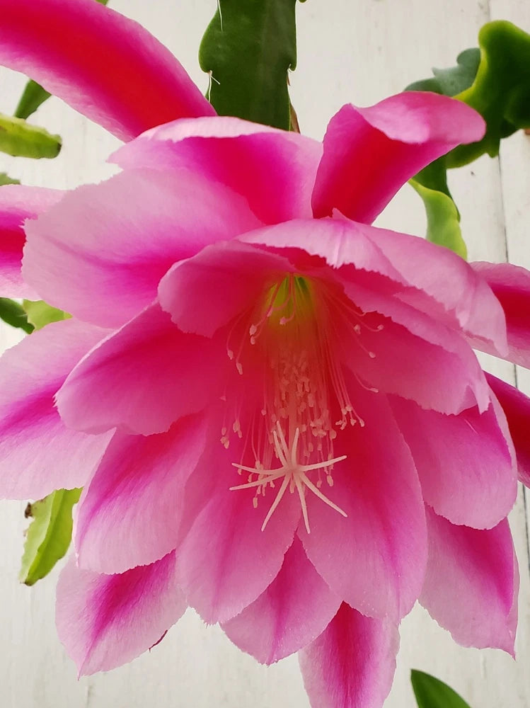Orchid cactus flower with bright pink petals and magenta center, on green pads