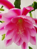 Epiphyllum 'Showboat' Unrooted Cutting - Rare Orchid Cactus - Beautiful! Orchids