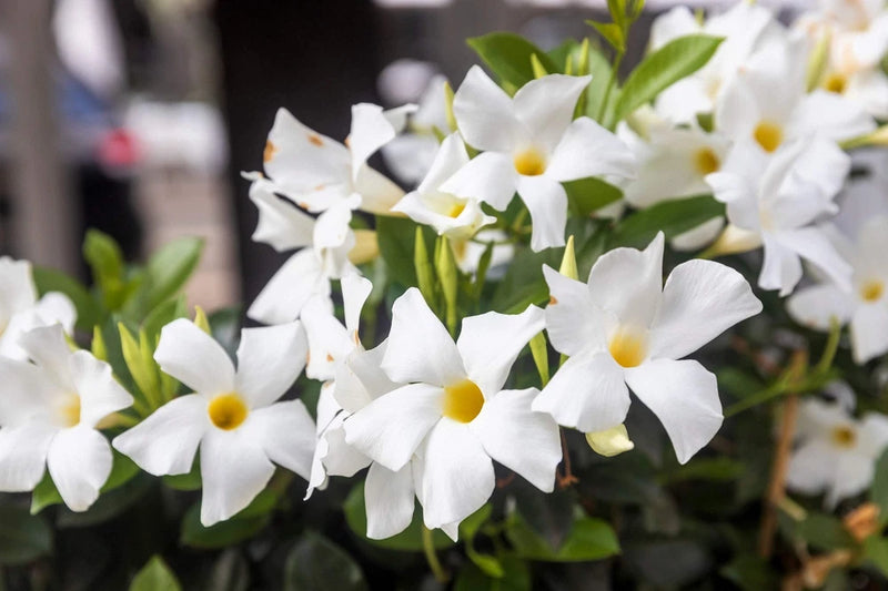 5 CHILEAN JASMINE / MANDEVILLA Laxa White Fragrant Flower Vine Seeds Flowering Plants