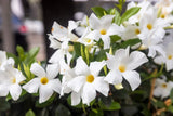 5 CHILEAN JASMINE / MANDEVILLA Laxa White Fragrant Flower Vine Seeds Flowering Plants