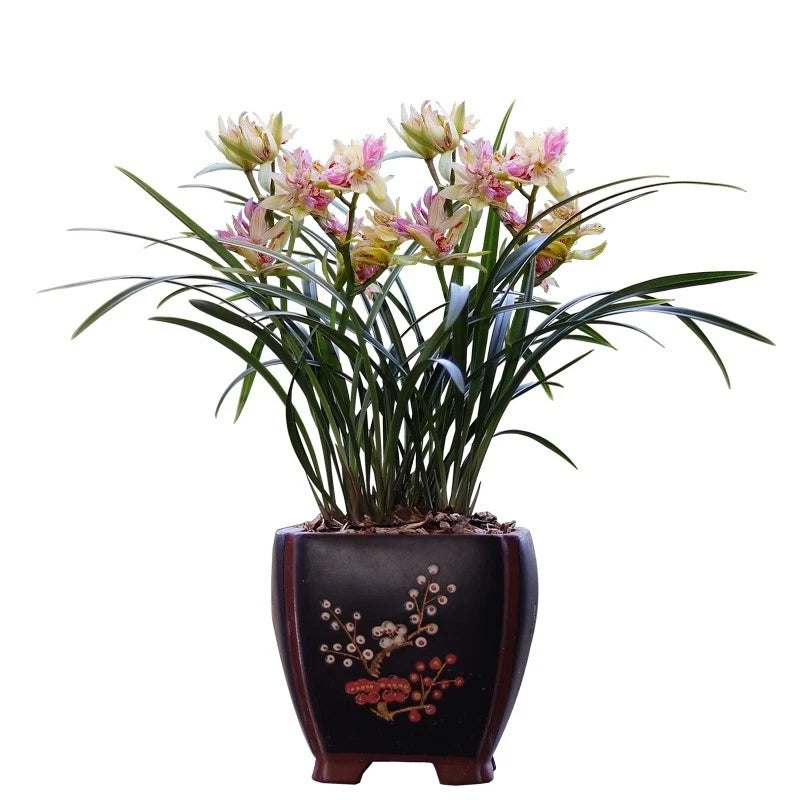 Orchid plant in dark maroon square pot with butterfly pink blooms and green leaves