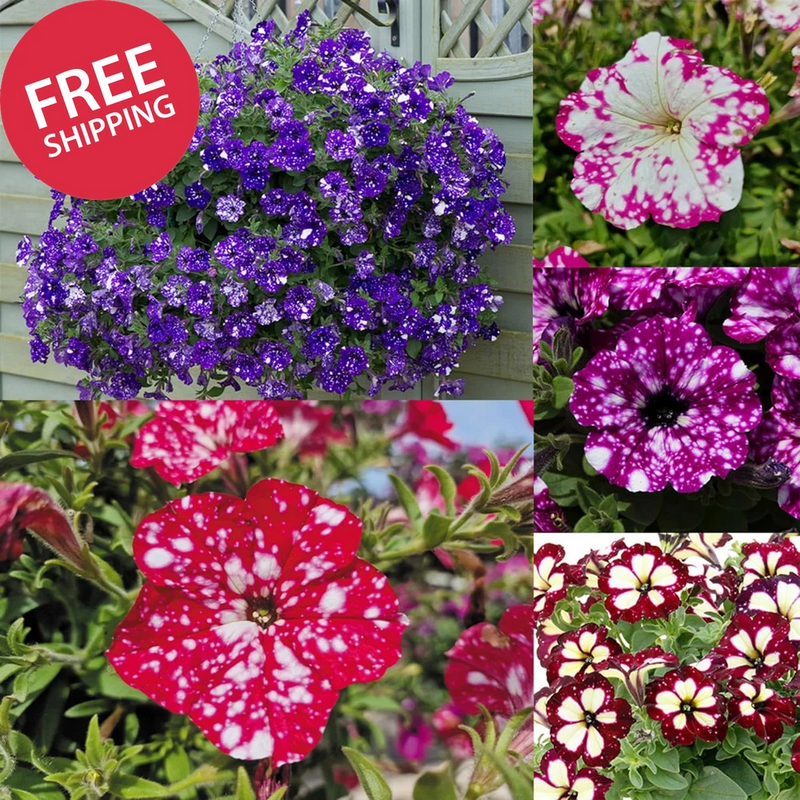 1000+ Mixed Petunia Seeds for Planting - Dwarf Wave Petunia Flower Seeds for Hom Flowering Plants