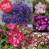 1000+ Mixed Petunia Seeds for Planting - Dwarf Wave Petunia Flower Seeds for Hom Flowering Plants