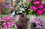 20 MIXED COLOR SEEDS  CLEMATIS rare flower exotic vine bush plant USA Seller Flowering Plants