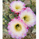 5cm Cactus Succulent Plant River Side Home Garden Flowering Plant Cactus Flowering Plants
