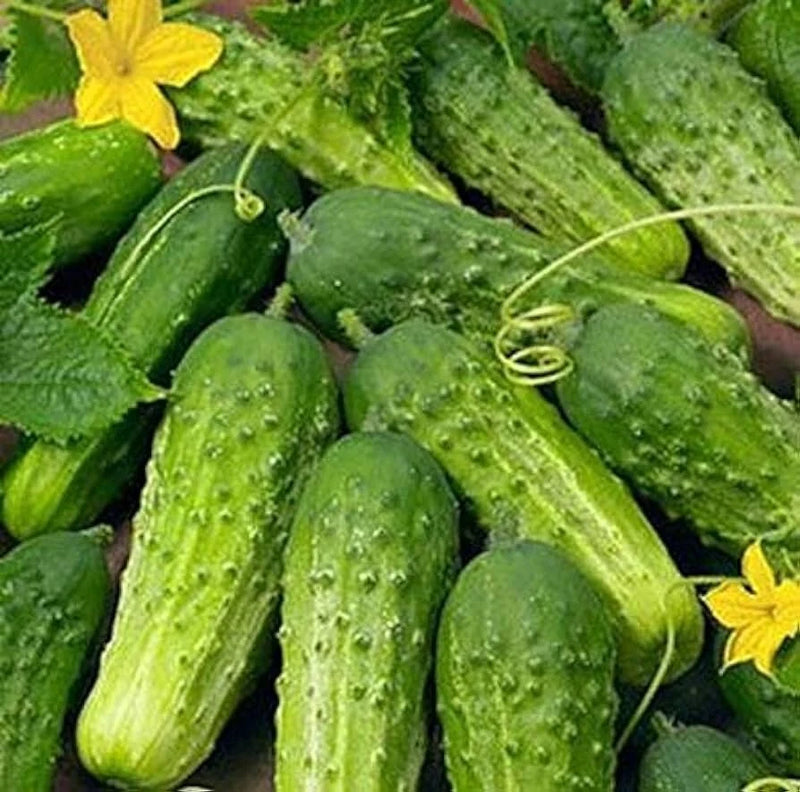 50 SMR58 WISCONSIN PICKLING CUCUMBER SEEDS NON-GMO FRESH FOR GARDENS Garden Plants