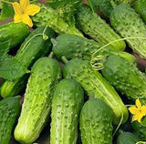 50 SMR58 WISCONSIN PICKLING CUCUMBER SEEDS NON-GMO FRESH FOR GARDENS Garden Plants