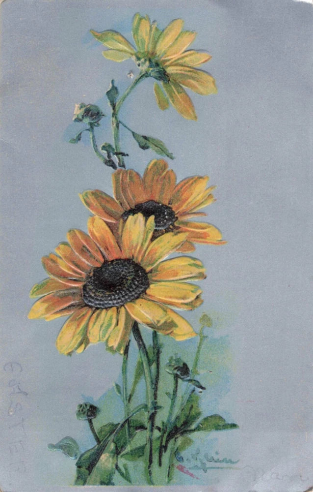 Klein Sunflower Flowers Postcard Artist Signed Embossed PM 1907   Y9 Sunflower