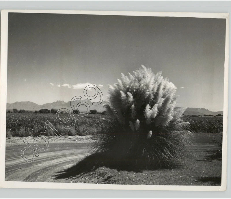 Pampas Grass in NATIVE AMERICAN Reservation in NEW MEXICO. VTG Press Photo Pampas Grass