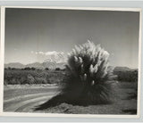 Pampas Grass in NATIVE AMERICAN Reservation in NEW MEXICO. VTG Press Photo Pampas Grass