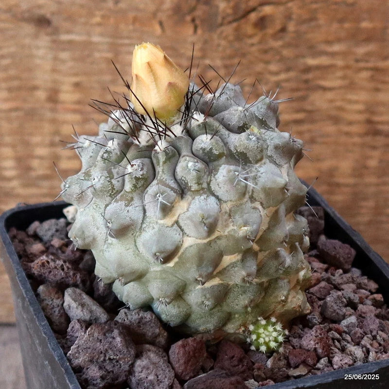 D4803 COPIAPOA HUMILIS pot10-H8-W7,5 cm MaMa Cactus Green Plant