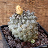D4803 COPIAPOA HUMILIS pot10-H8-W7,5 cm MaMa Cactus Green Plant