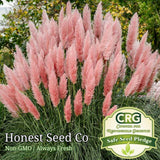 100+ Pink Pampas Grass Seeds | Ornamental Grass Perennial Pampas Grass