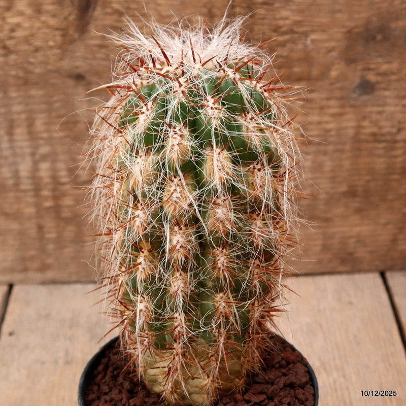 D7776 OROCEREUS TROLLII pot10-H16-W7 cm MaMa Cactus Green Plant