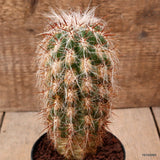 D7776 OROCEREUS TROLLII pot10-H16-W7 cm MaMa Cactus Green Plant