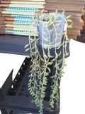String of Dolphins Senecio peregrinus Succulent in galvanized container 29" long Green Plant