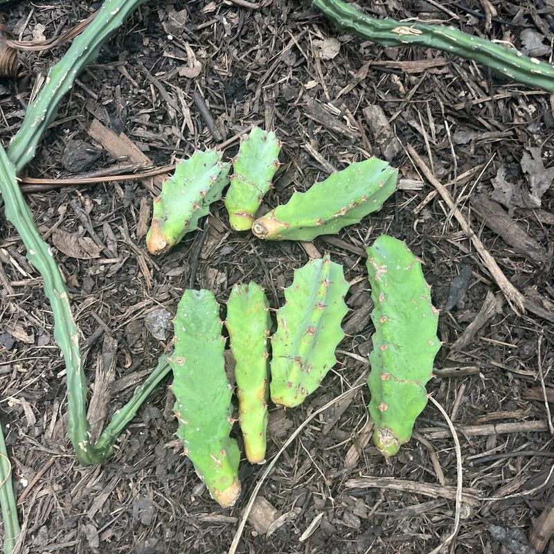 Green segmented cactus cutting with spiky pads on dark soil