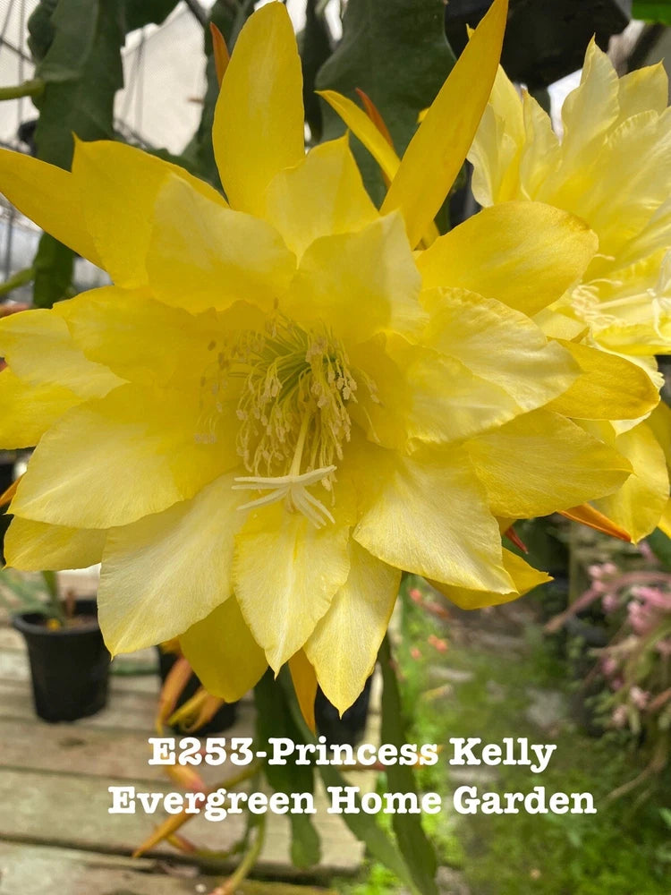 Yellow epiphyllum orchid cactus flower in small starter pot