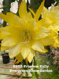 Rooted Epiphyllum Orchid Cactus ÒPrincess KellyÓ Growing In 4Ó Starter Pot. Orchids