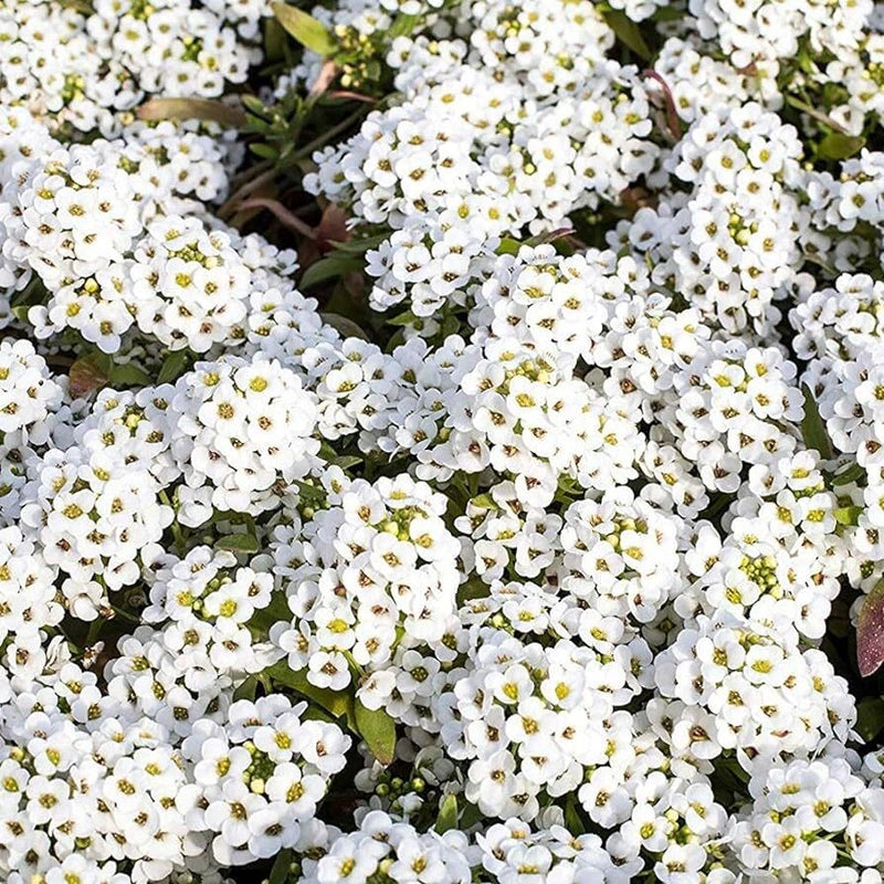 Tiny Tim Alyssum Seeds | Heirloom | White Alyssum | Free Shipping | 1213 Flowering Plants