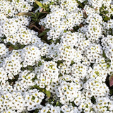 Tiny Tim Alyssum Seeds | Heirloom | White Alyssum | Free Shipping | 1213 Flowering Plants