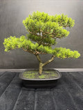 Pure Garden Artificial Bonsai Tree 14.5" Faux Pine Topiary Potted Plant New Green Plant