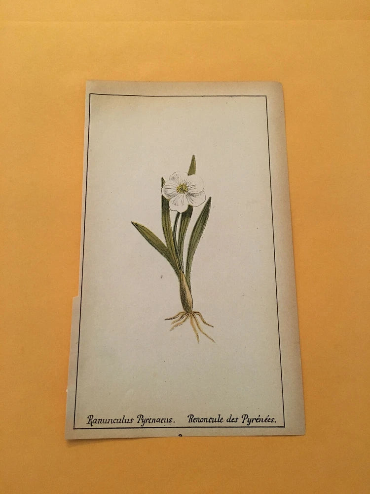 KS) 1878 Botanique Pratique Ranunculus Pyrenaeus Original Flower Colored Print Ranunculus
