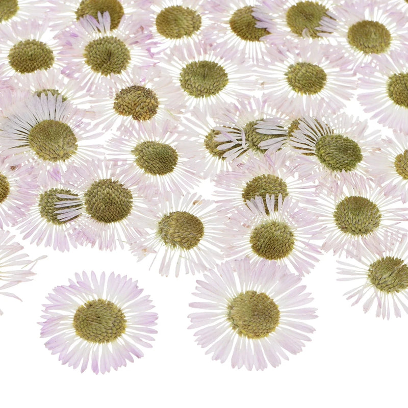 12-Pack Dried Pressed Flowers for Resin, Real Pressed Bulk Dry Floral [White] Dried Flower