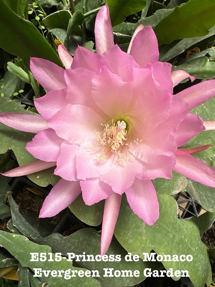 Pink orchid cactus bloom on green leaves, rooted in a small starter pot