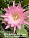 Rooted Epiphyllum Orchid Cactus ÒPrincess De MonacoÓGrowing In 4Ó Starter Pot. Orchids