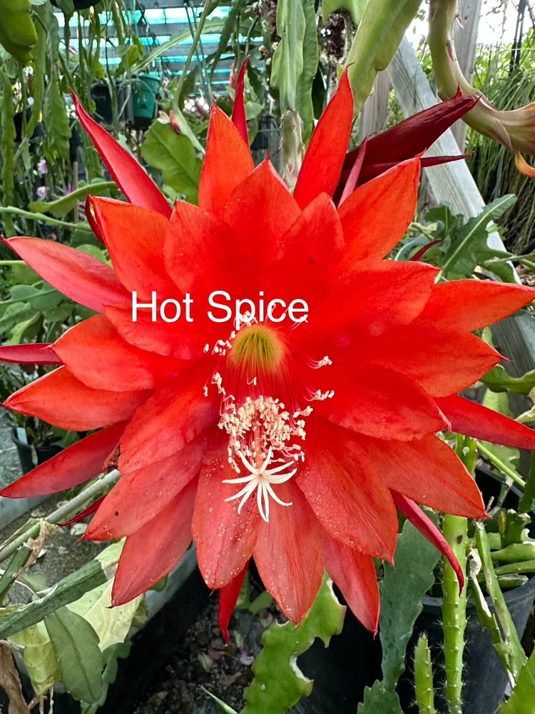 Hot Spice orchid cutting with bright red bloom and white stamens