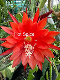 Hot Spice  epiphyllum cutting Orchids