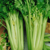 Tendercrisp Celery Seeds for Planting - Non GMO Heirloom Vegetable Seeds Garden Plants
