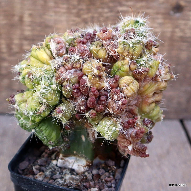 Potted grafted cactus with green lobes, reddish buds, and fine white spines