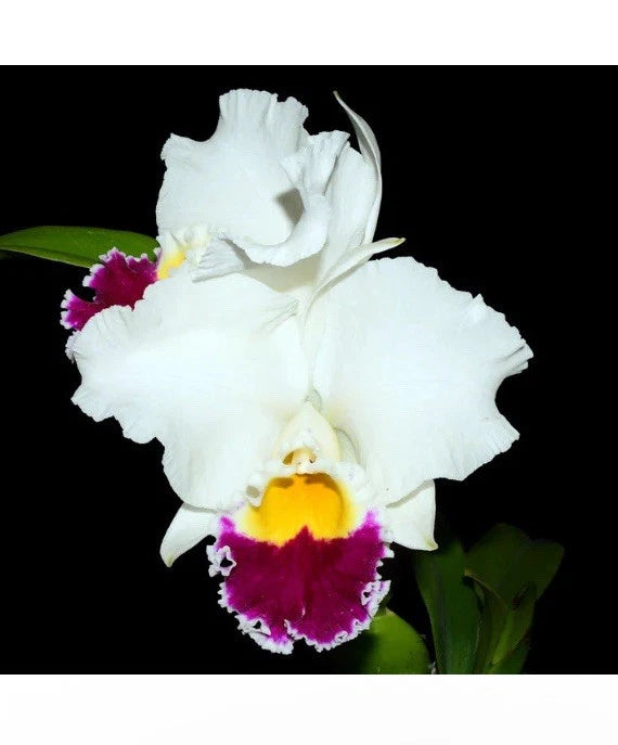 White orchid petals with purple center lip and green leaves