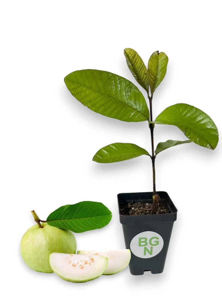 White guava tree plant with green leaves in a black pot, with cut fruit