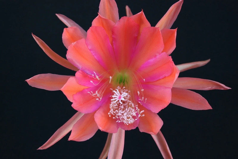 Orange-pink orchid cactus flower with long petals and prominent central stamens
