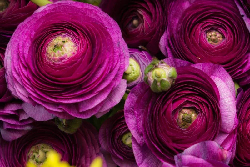 Purple Ranunculus Bulbs for Planting - (10 Bulbs) Ranunculus