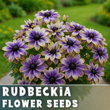 Galaxy Rudbeckia Seeds 125+ Seeds Annual Flower Seeds Garden Garden Plants
