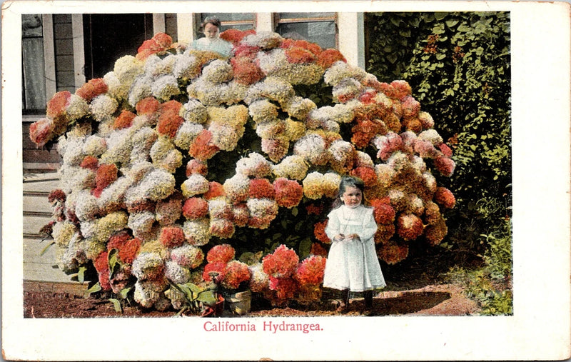 Postcard California Hydranges - two little girls with giant hydrangea bush Hydrangea