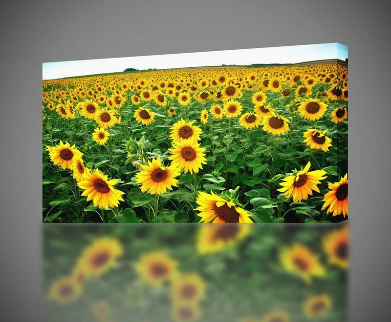 Rectangular canvas print of a sunflower field with bright yellow blooms and green leaves