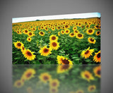 Sunflower Field CANVAS PRINT Home Wall Decor Giclee Art Flowers CA251 Sunflower