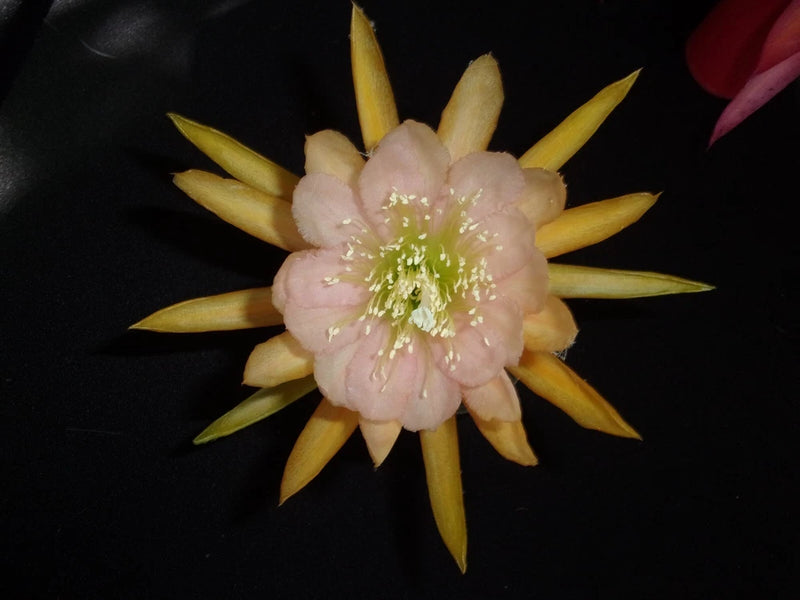 Pink cutting orchid bloom with yellow petal tips, close-up