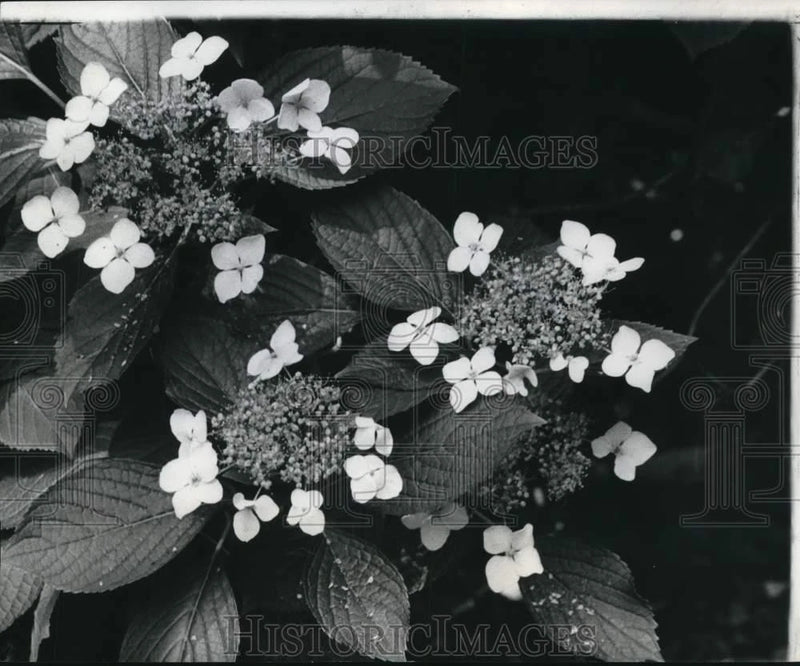 1978 Press Photo Lace cap hydrangea flowers grow at New Orleans garden Hydrangea