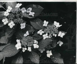 1978 Press Photo Lace cap hydrangea flowers grow at New Orleans garden Hydrangea