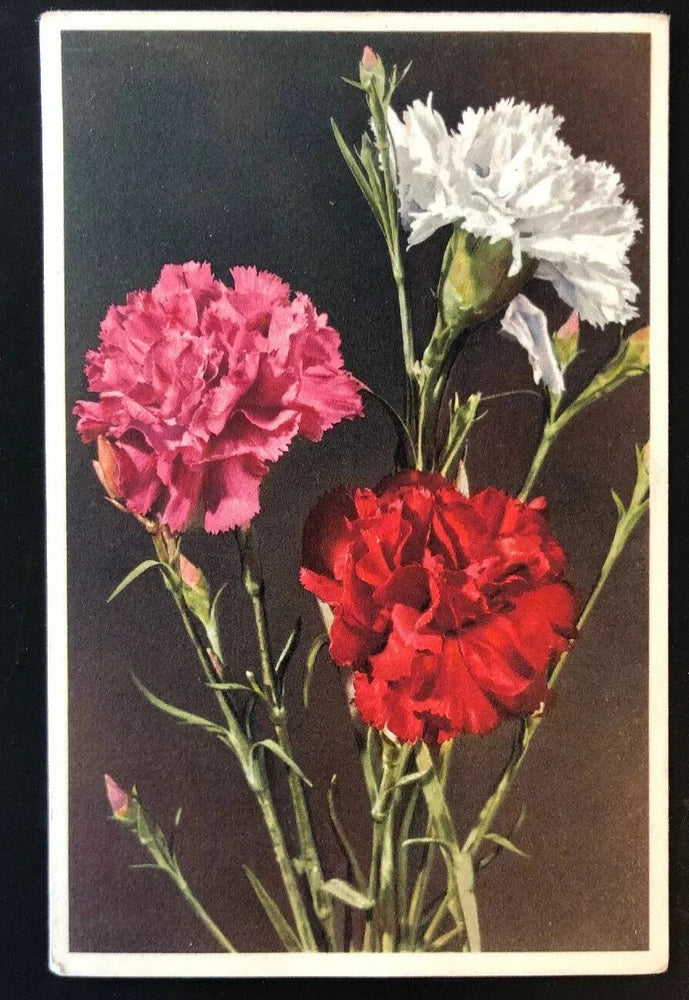 Postcard featuring pink, red, and white carnation flowers illustration