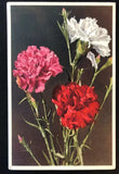 Carnation Flower Edition Stehli Swiss Postcard 63 Carnation