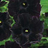 Black Petunia Seeds for Planting - Petunia Flowers Seeds Garden Hanging Baske... Flowering Plants